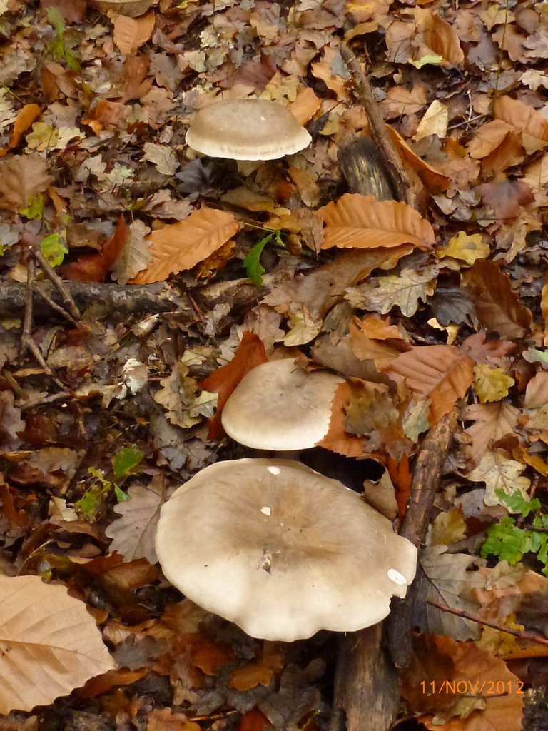 Clitocybes nébuleux